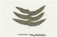 藏品(疣鱗蘚屬)的圖片